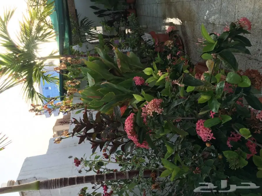 بيت شعر vpc.  للبيع الحاله ممتازه  (image 16)