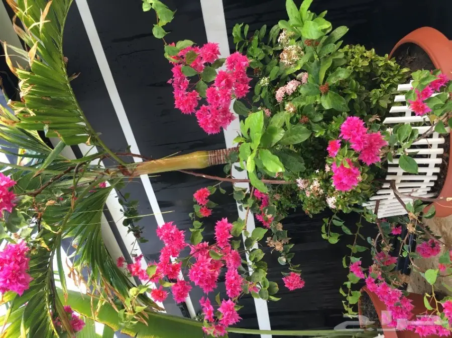 بيت شعر vpc.  للبيع الحاله ممتازه  (image 21)