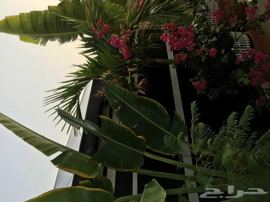 بيت شعر vpc.  للبيع الحاله ممتازه  (image 23)