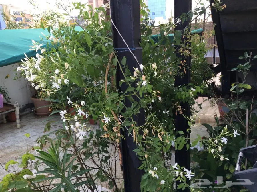 بيت شعر vpc.  للبيع الحاله ممتازه  (image 24)