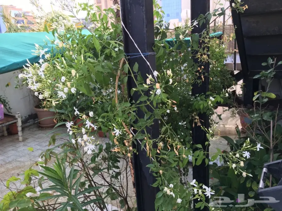 بيت شعر vpc.  للبيع الحاله ممتازه  (image 25)