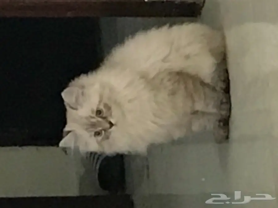 قطة شيرازي بيضاء فائقة الجمال - فرصة لنهايتها! (image 1)