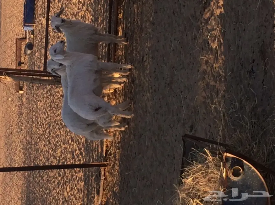 خرفان للبيع