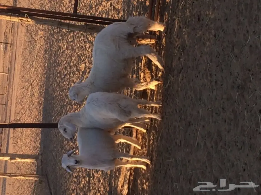 خرفان للبيع (image 1)