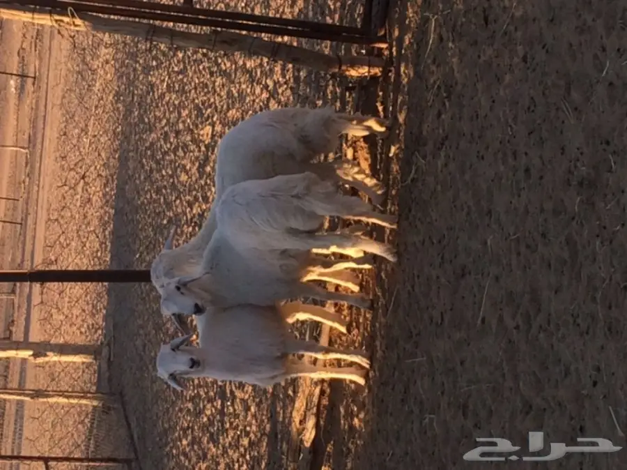 خرفان للبيع (image 2)