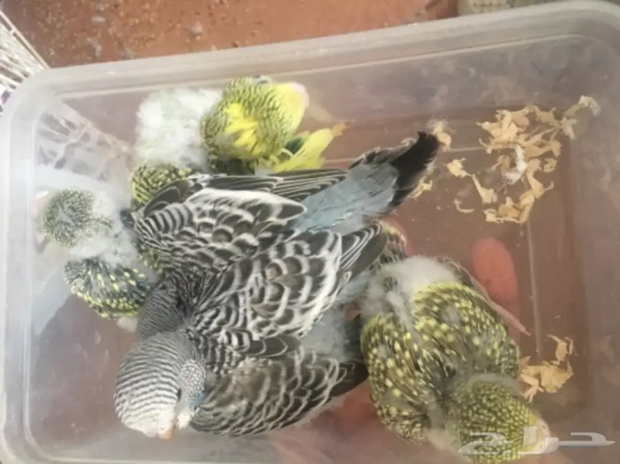 فروخ بادجي  (image 1)