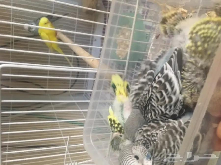 فروخ بادجي  (image 2)