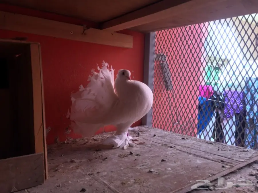 اناثي شماسي هندي