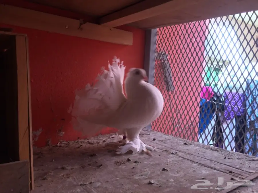 اناثي شماسي هندي (image 1)