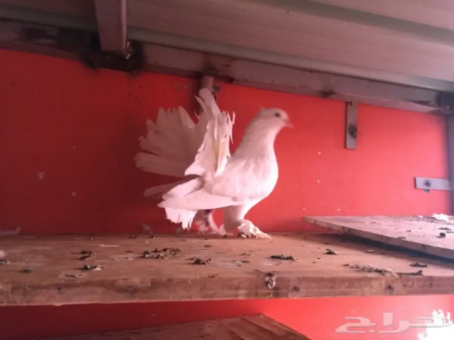 اناثي شماسي هندي (image 2)