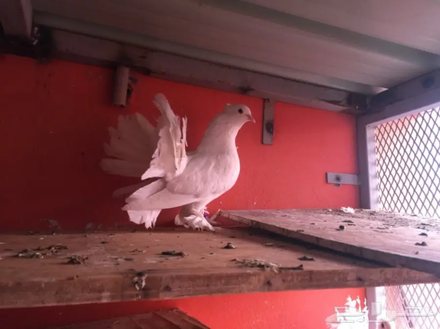 اناثي شماسي هندي (image 3)