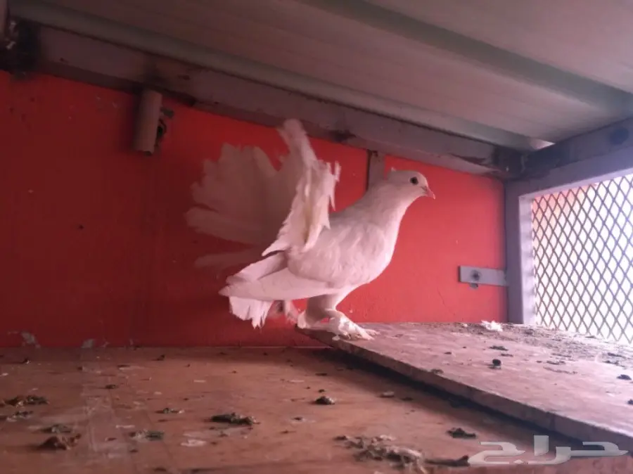 اناثي شماسي هندي (image 4)