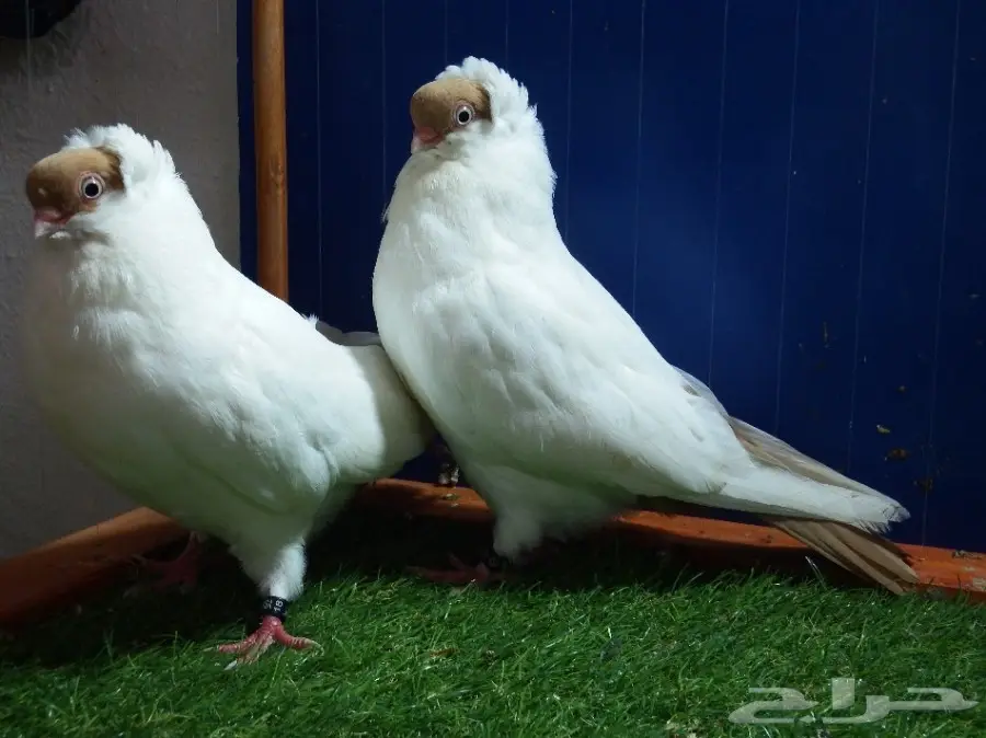 طبه هلمت أصفر فاخره جدا أخوان بطن واحده