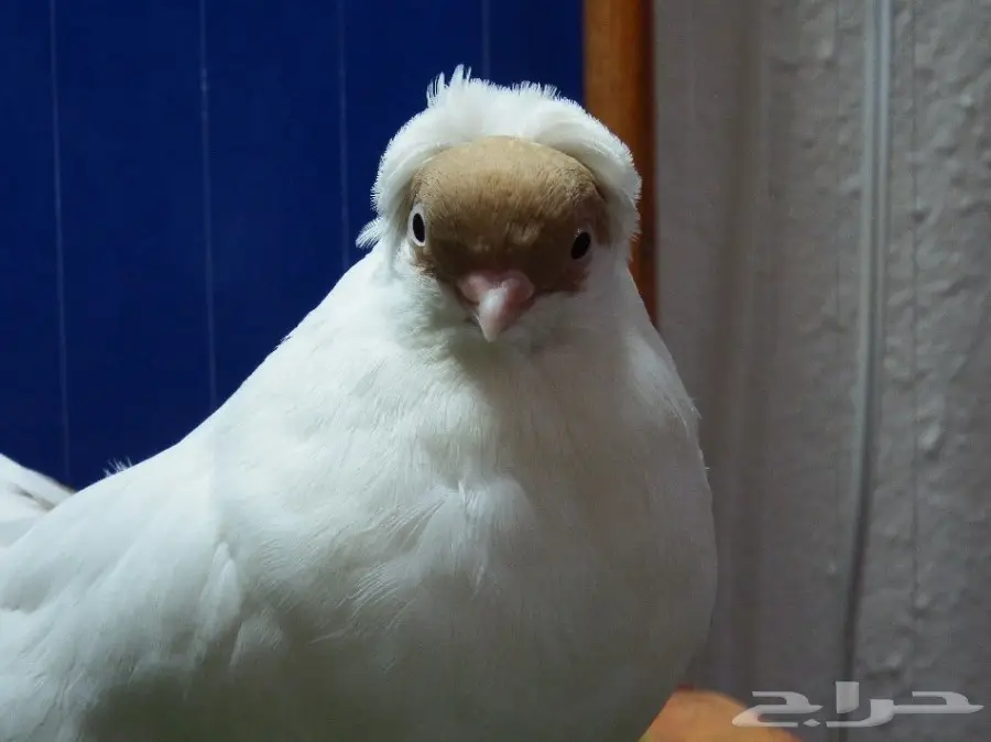 طبه هلمت أصفر فاخره جدا أخوان بطن واحده (image 10)