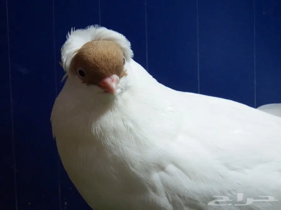 طبه هلمت أصفر فاخره جدا أخوان بطن واحده (image 15)