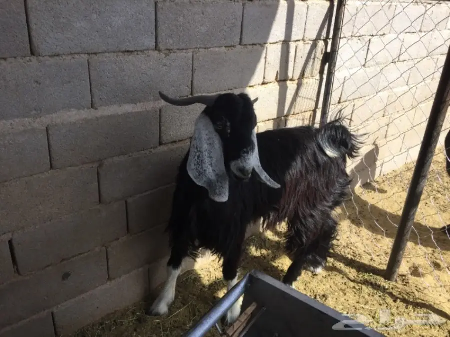 تيوس عارضيه للبيع