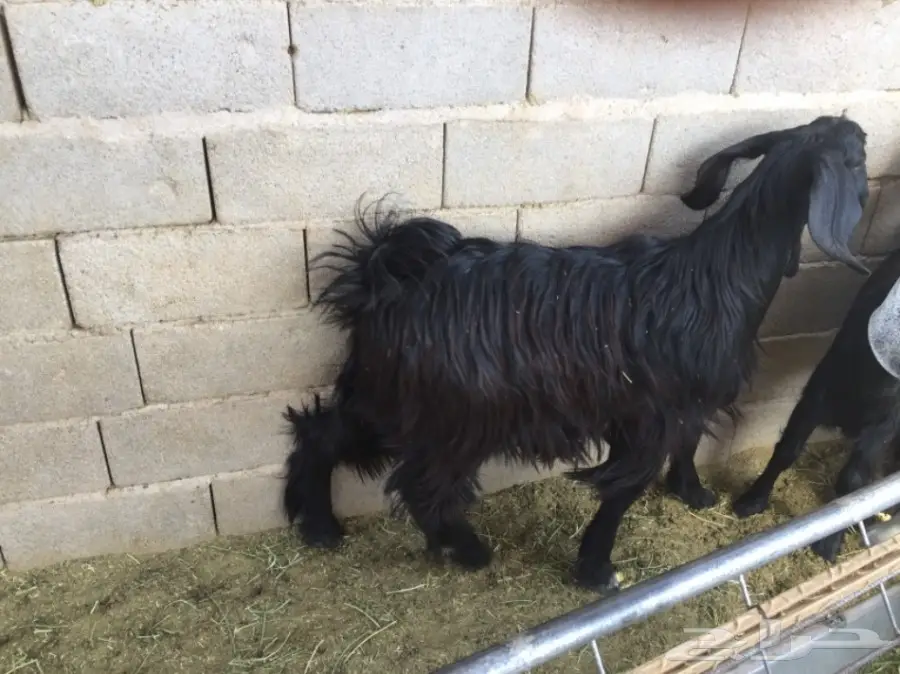 تيوس عارضيه للبيع - فرصة ذهبية! (image 2)