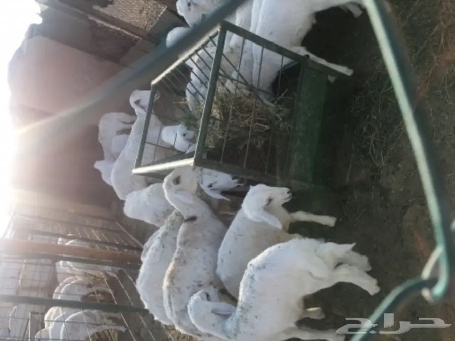 غنم للبيع (image 1)