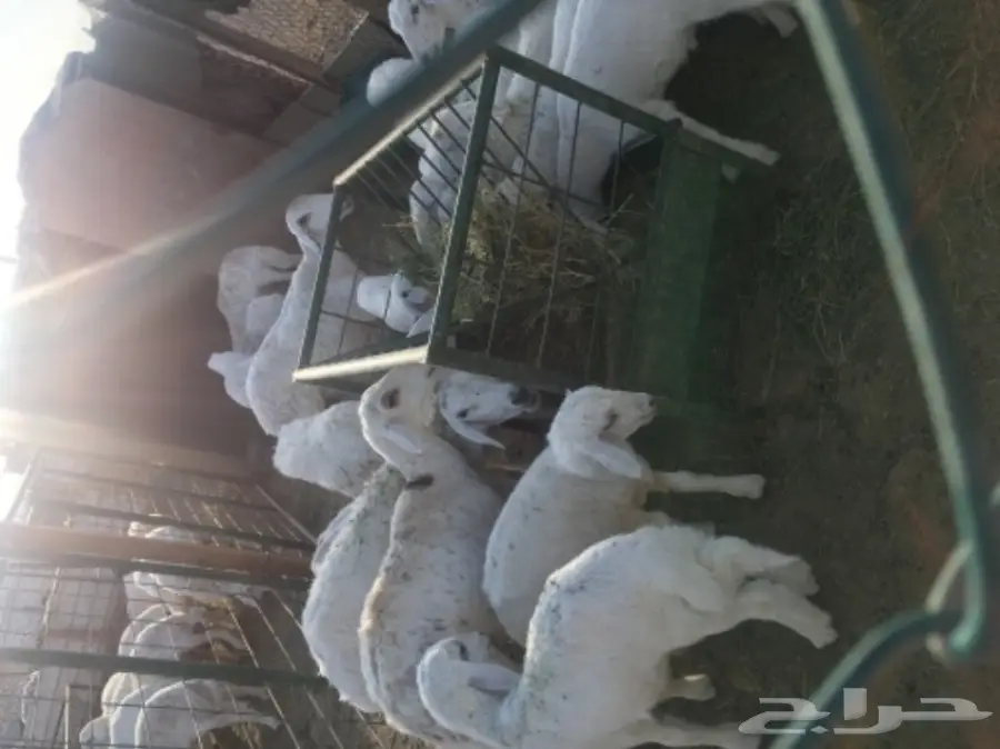 غنم للبيع (image 2)