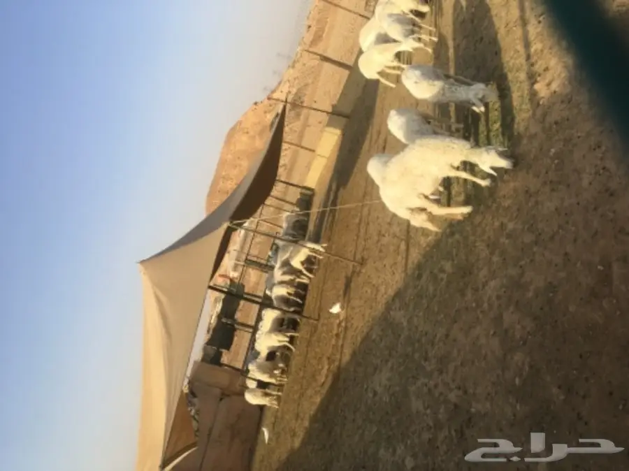 غنم للبيع (image 3)