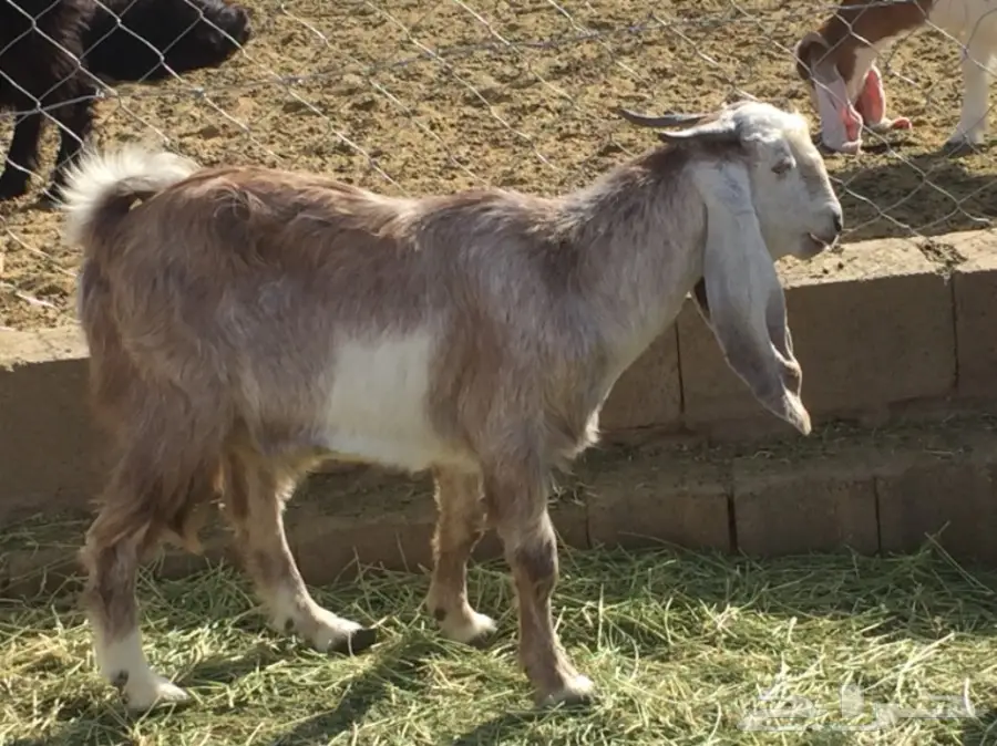 للبيع تيس ذبيحه عمره 9 اشهر تقريبا  (image 1)