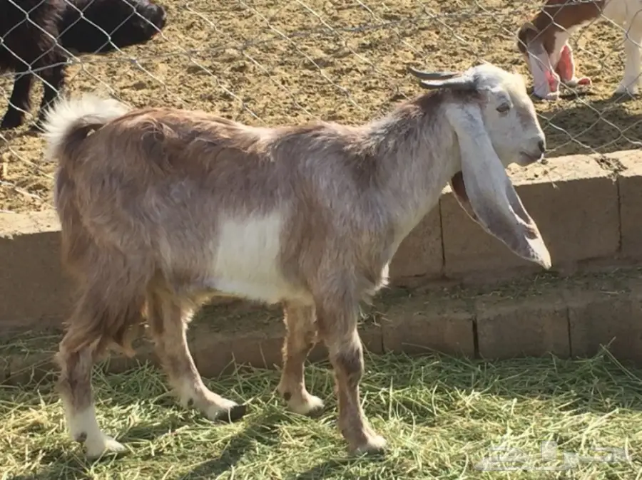 للبيع تيس ذبيحه عمره 9 اشهر تقريبا  (image 2)