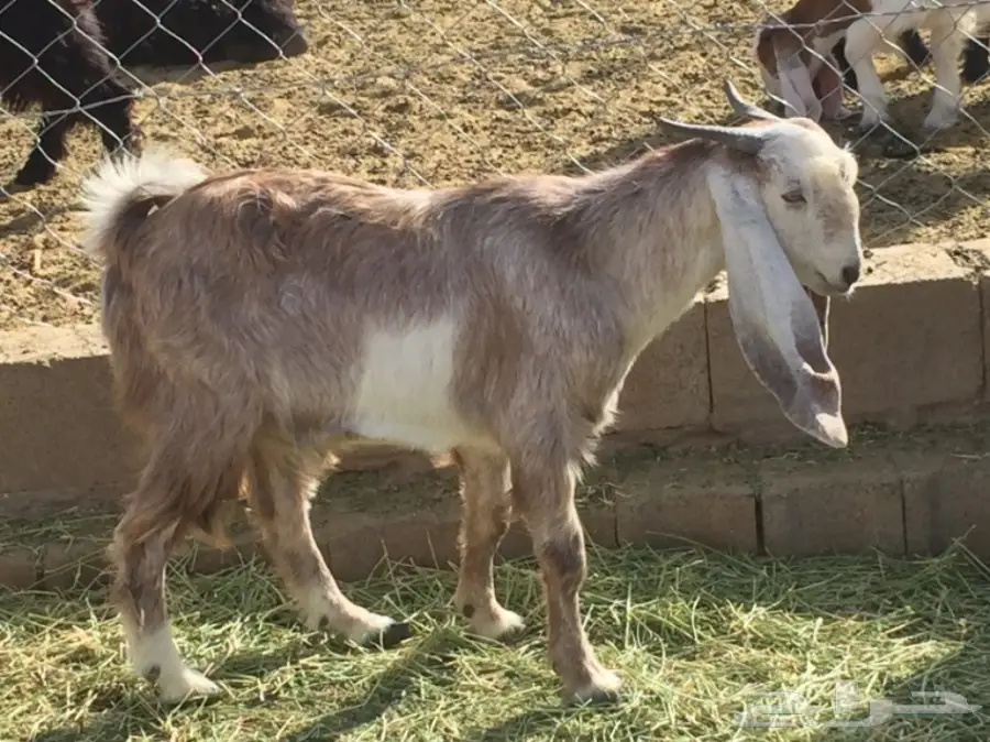 للبيع تيس ذبيحه عمره 9 اشهر تقريبا  (image 4)