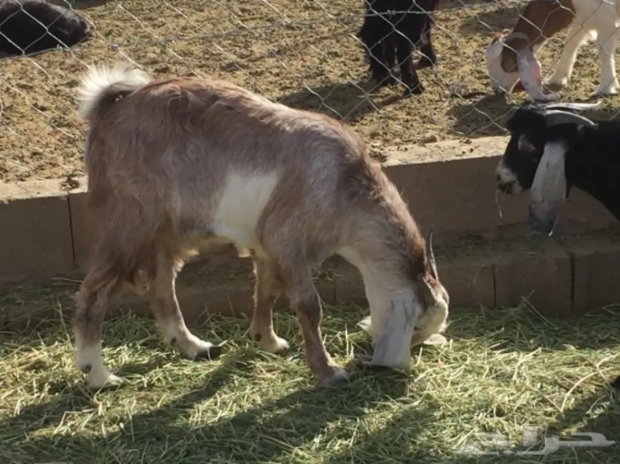 للبيع تيس ذبيحه عمره 9 اشهر تقريبا  (image 5)