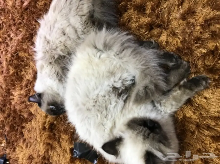 زوج قطط  هملايا