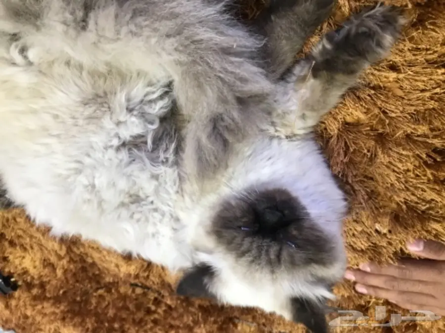 زوج قطط  هملايا (image 1)