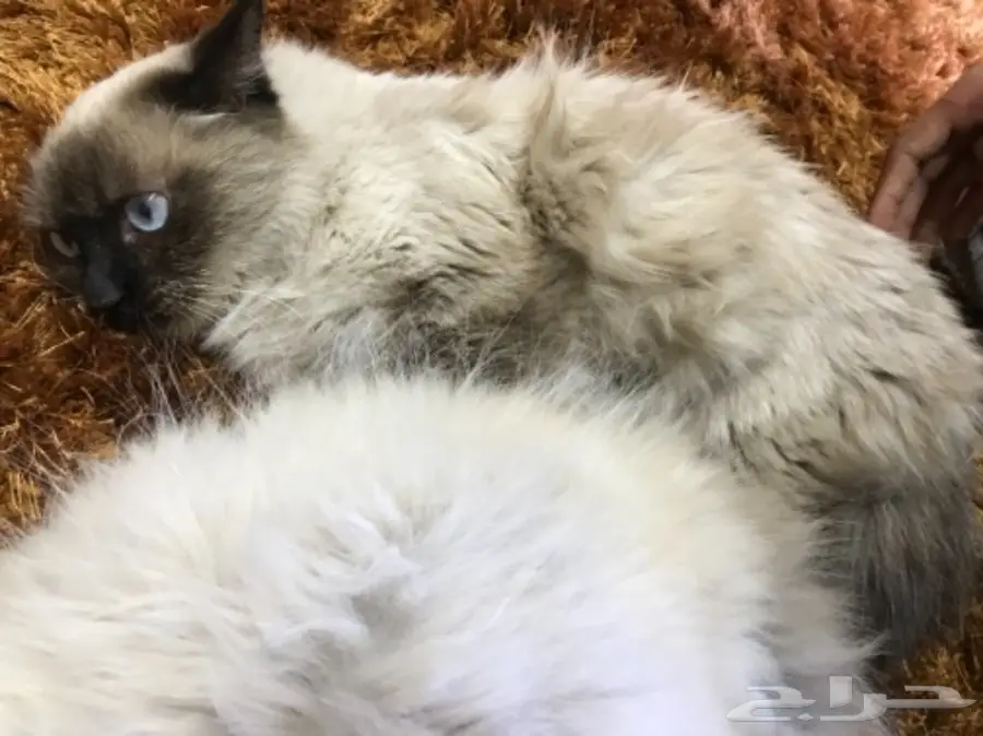 زوج قطط  هملايا (image 2)