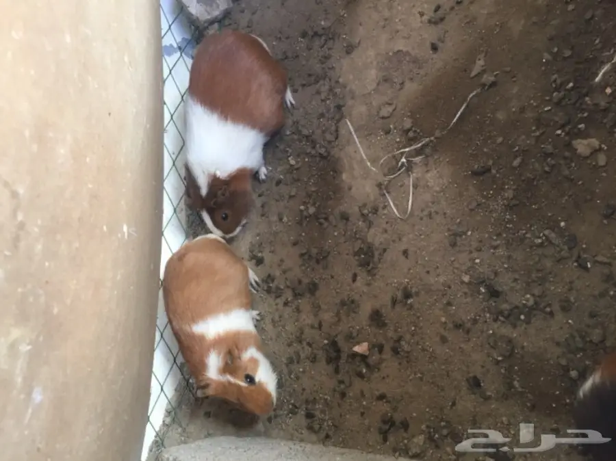 وبران بلديه  (image 1)