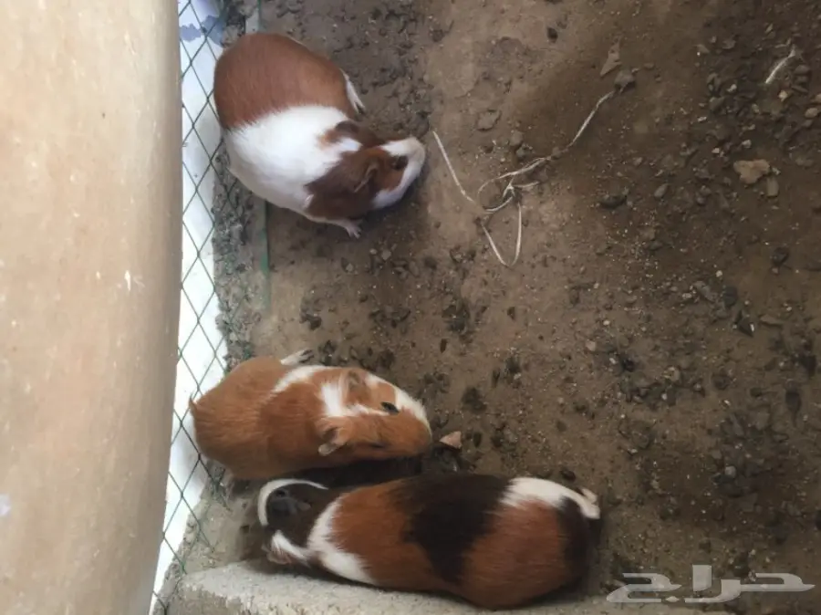 وبران بلديه  (image 2)