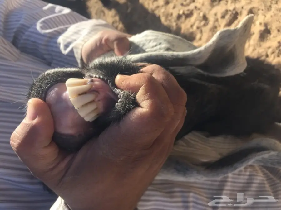 عنز مضرع للبيع 