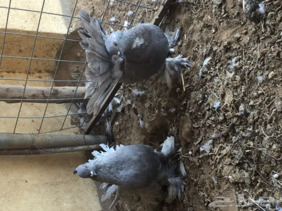 للبيع أزوج حمام 