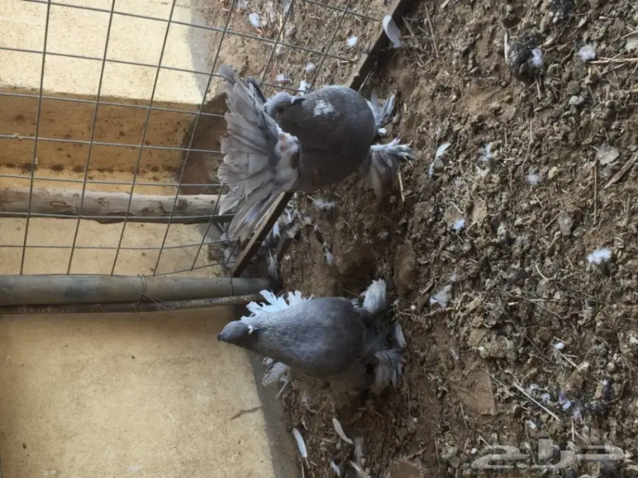 للبيع أزوج حمام  (image 1)