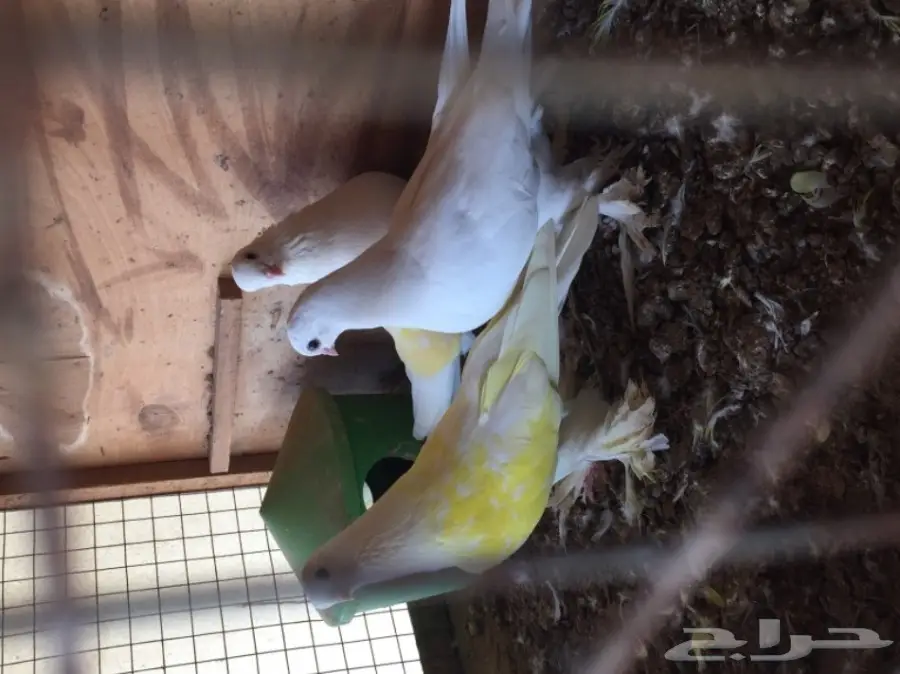 للبيع أزوج حمام  (image 2)