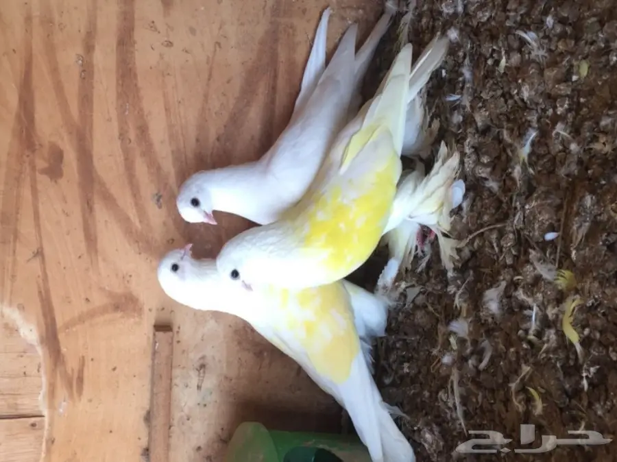 للبيع أزوج حمام  (image 3)