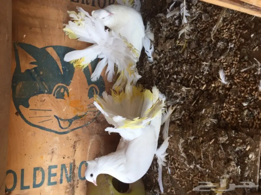 للبيع أزوج حمام  (image 4)