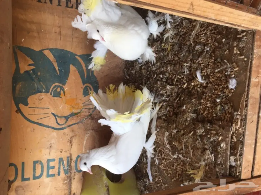 للبيع أزوج حمام  (image 5)