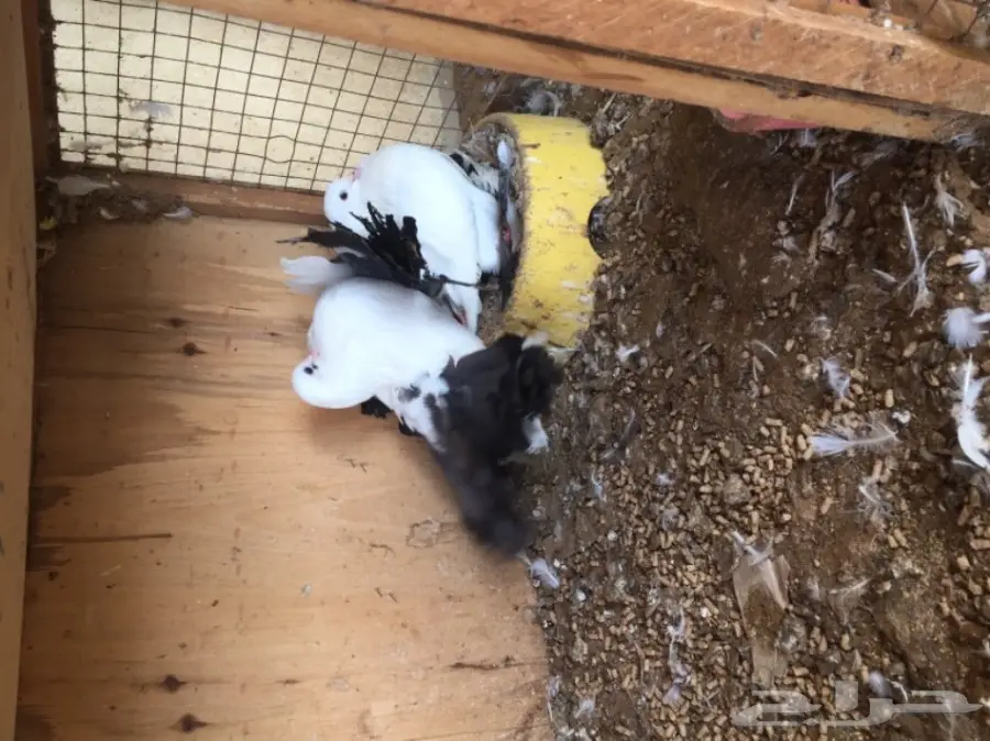 للبيع أزوج حمام  (image 6)