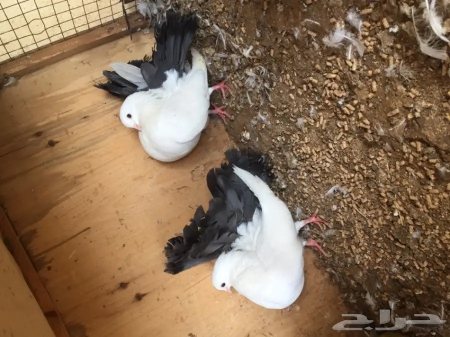 للبيع أزوج حمام  (image 7)