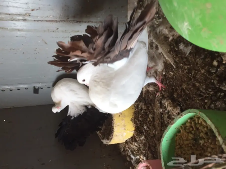 للبيع أزوج حمام  (image 8)