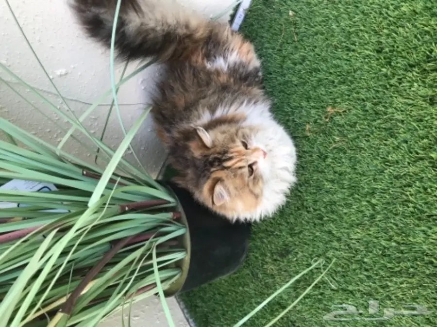 قطة شيرازيه