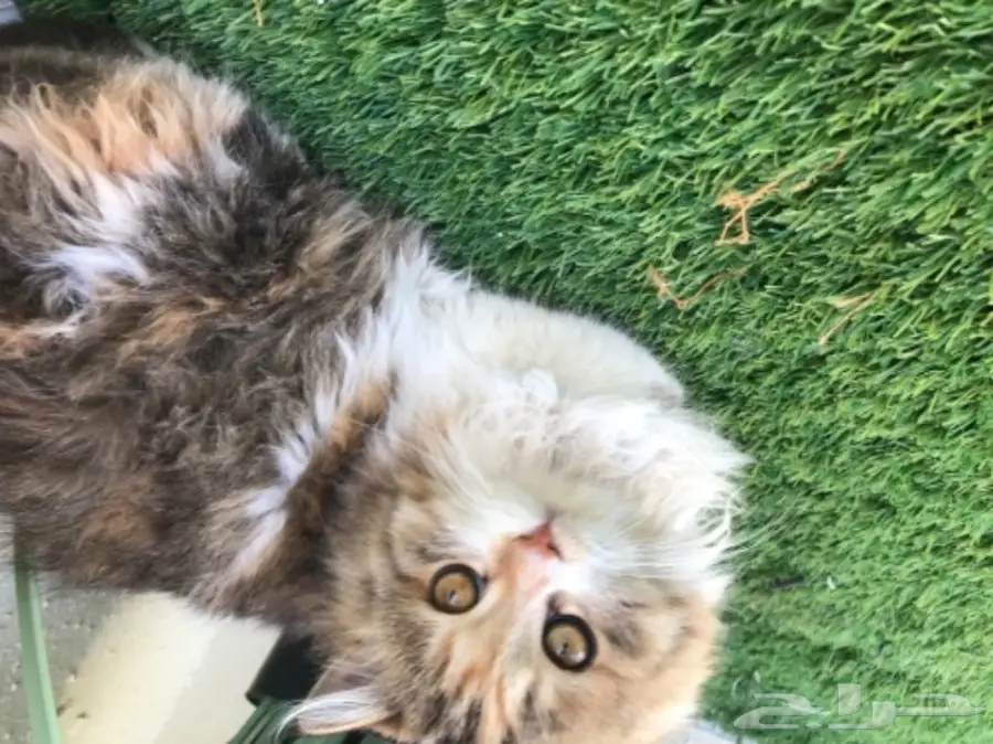 قطة شيرازيه (image 1)