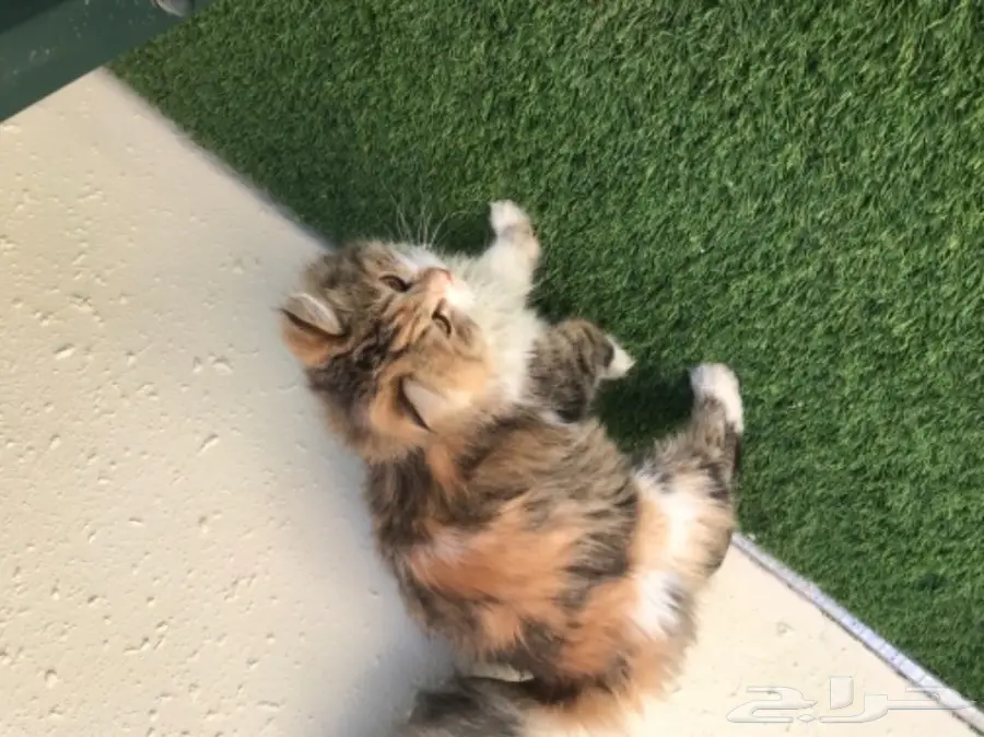 قطة شيرازيه (image 2)