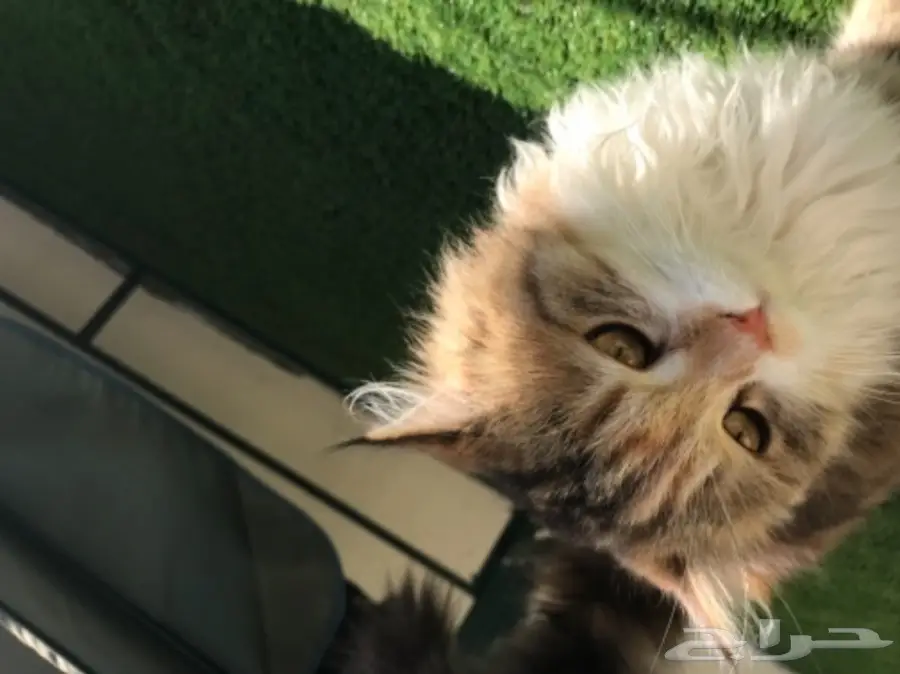 قطة شيرازيه (image 3)