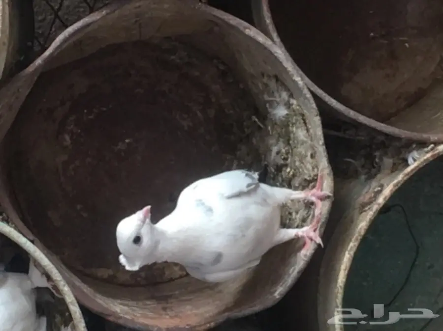 حمام حب رمان للبيع بالقصيم