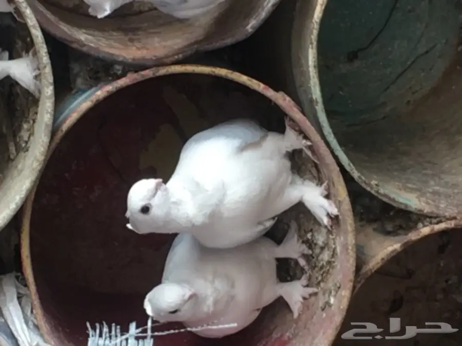 حمام حب رمان للبيع بالقصيم (image 1)