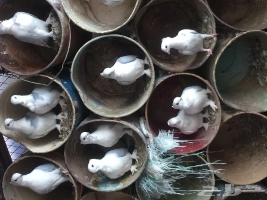 حمام حب رمان للبيع بالقصيم (image 2)